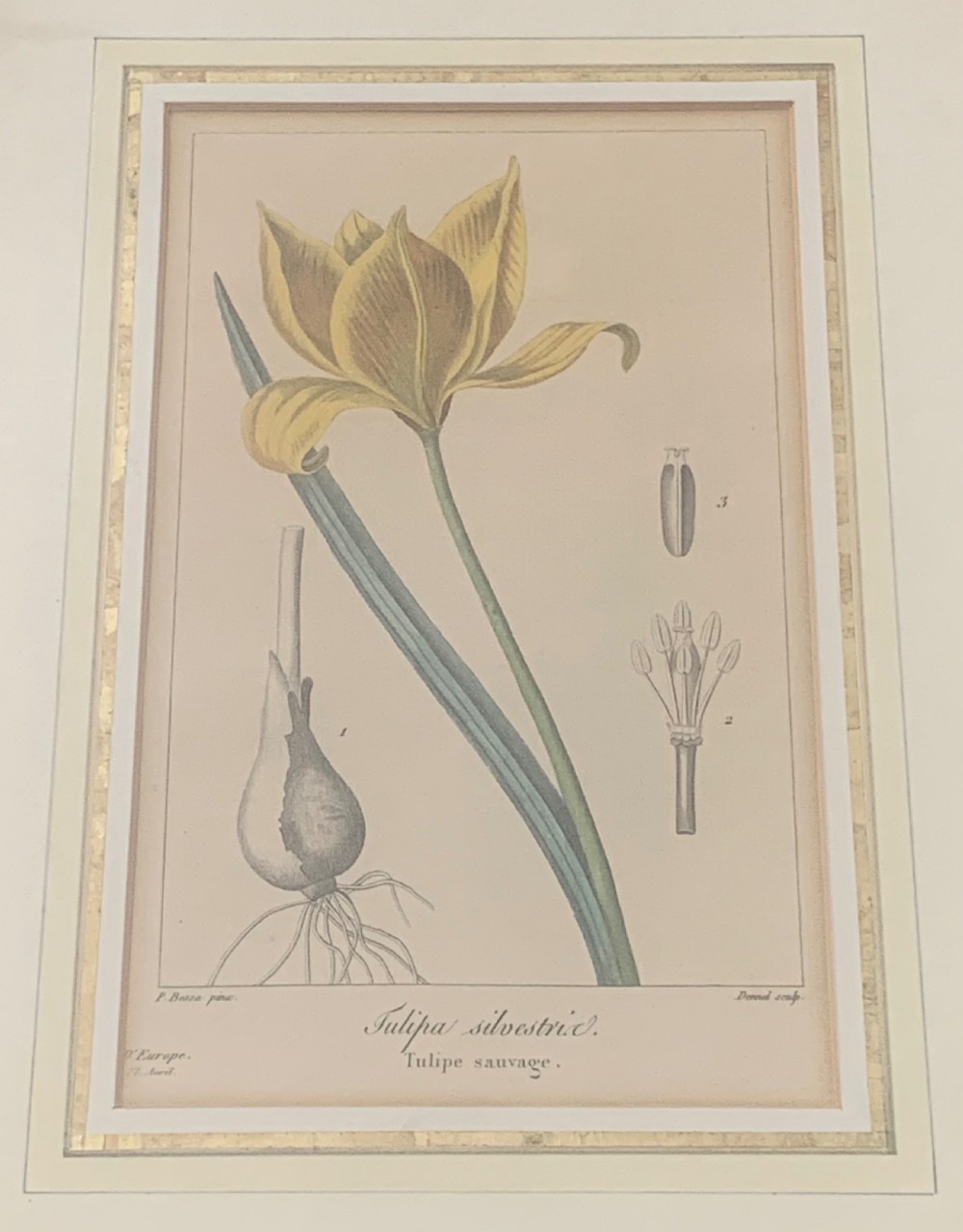 A set of five 19th-century French botanical engravings depicting floral specimens, framed in whitewashed timber frames with off-white matting. View XI