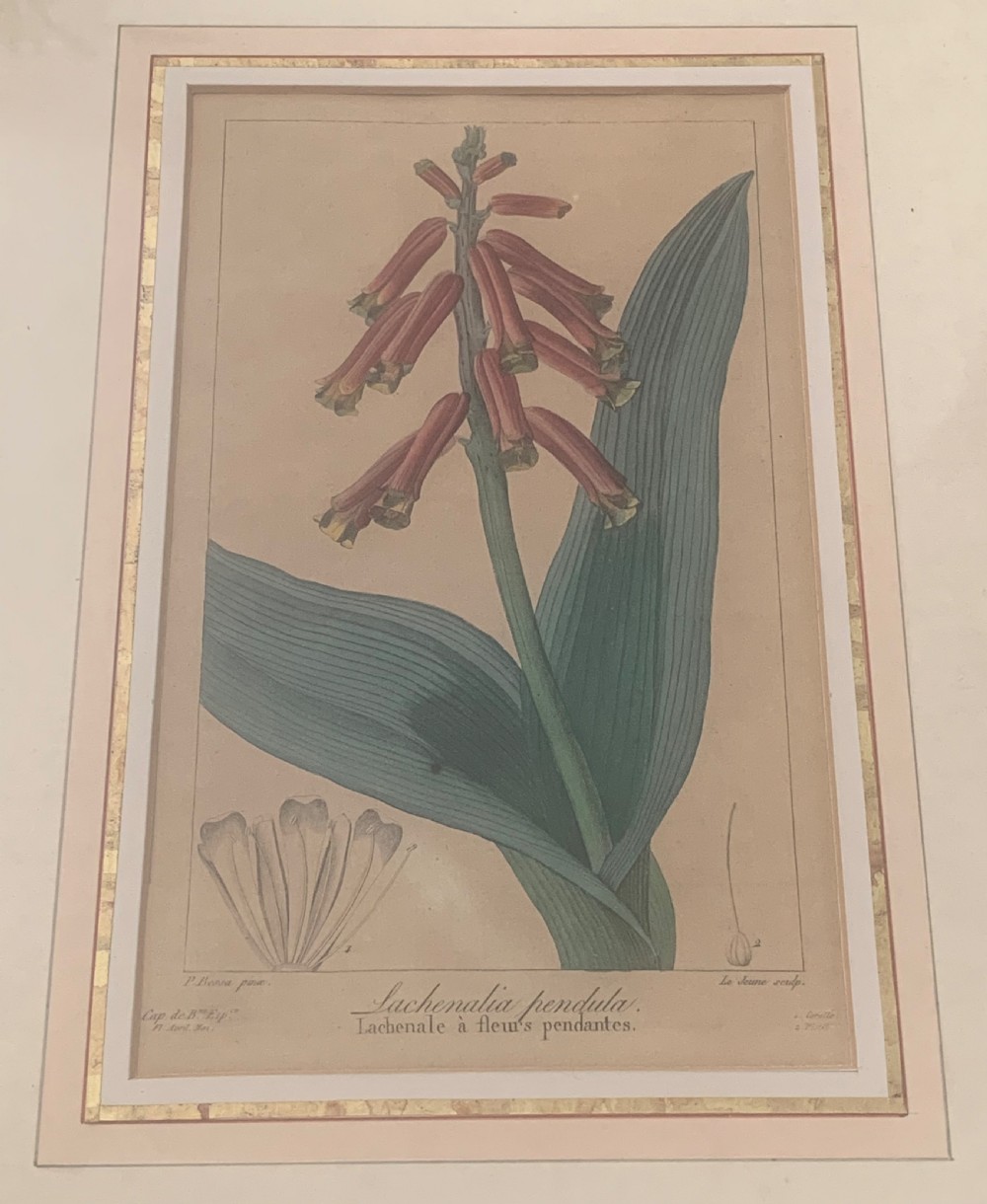 A set of five 19th-century French botanical engravings depicting floral specimens, framed in whitewashed timber frames with off-white matting. View XII
