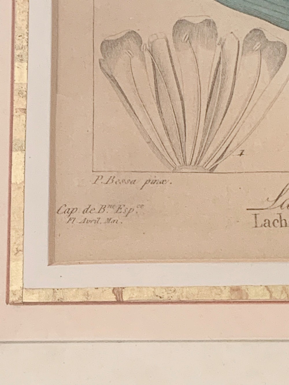 A set of five 19th-century French botanical engravings depicting floral specimens, framed in whitewashed timber frames with off-white matting. View XIII