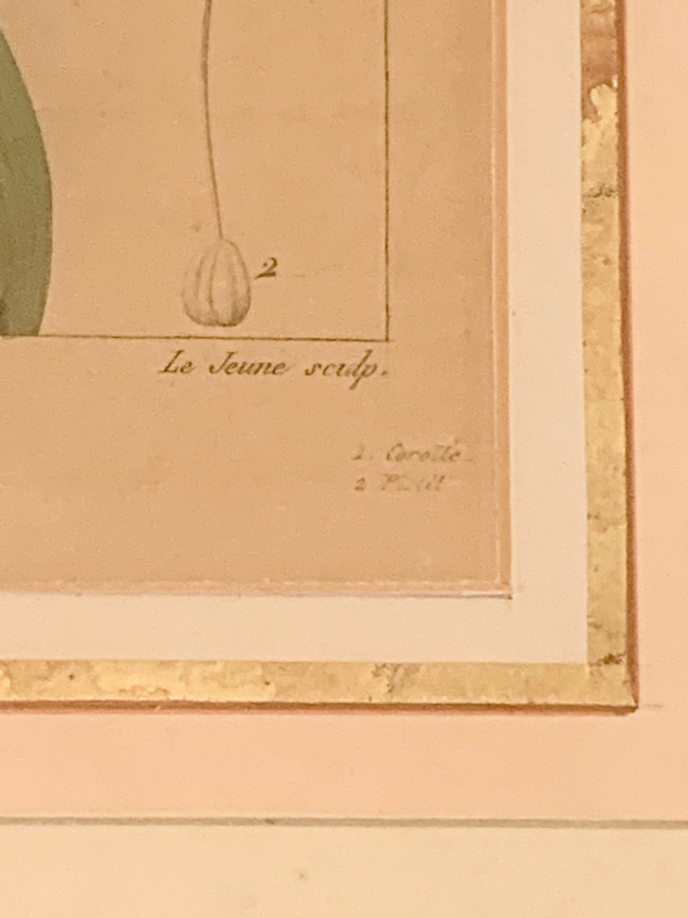 A set of five 19th-century French botanical engravings depicting floral specimens, framed in whitewashed timber frames with off-white matting. View XIV