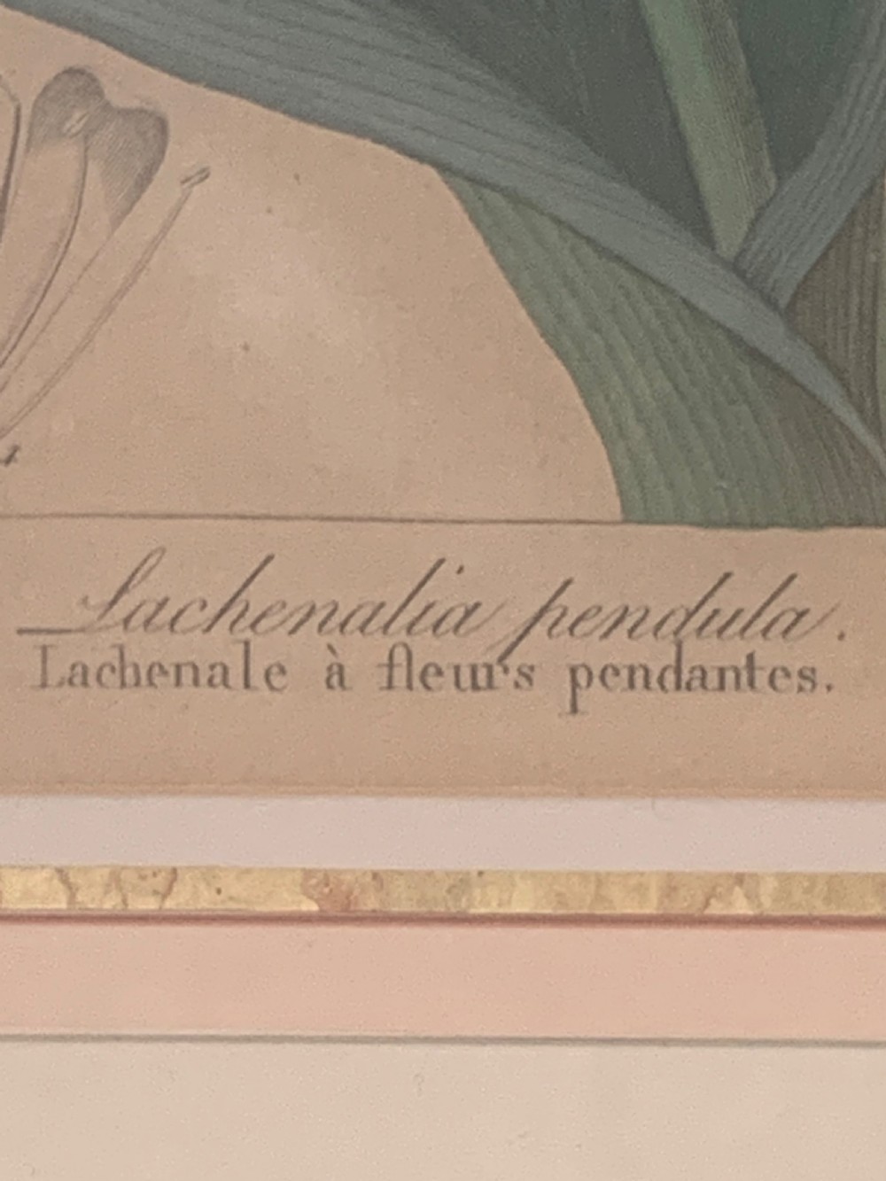 A set of five 19th-century French botanical engravings depicting floral specimens, framed in whitewashed timber frames with off-white matting. View XV