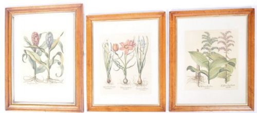 C19th Burr Walnut Framed Engravings