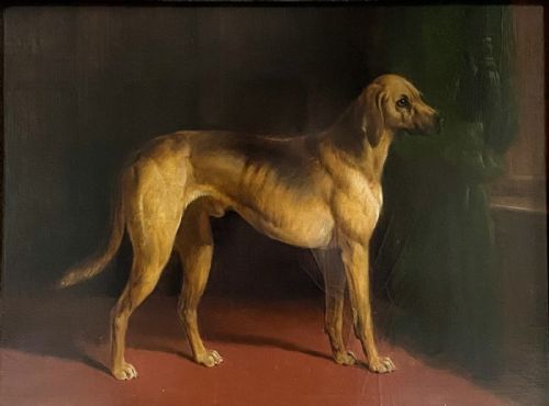 fig 1. 19th century painting of a Great Dane by William Barraud (1810-1850)