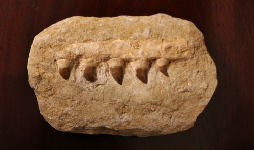 Fossil Dinosaur Teeth