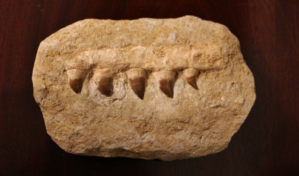 FOSSIL DINOSAUR TEETH