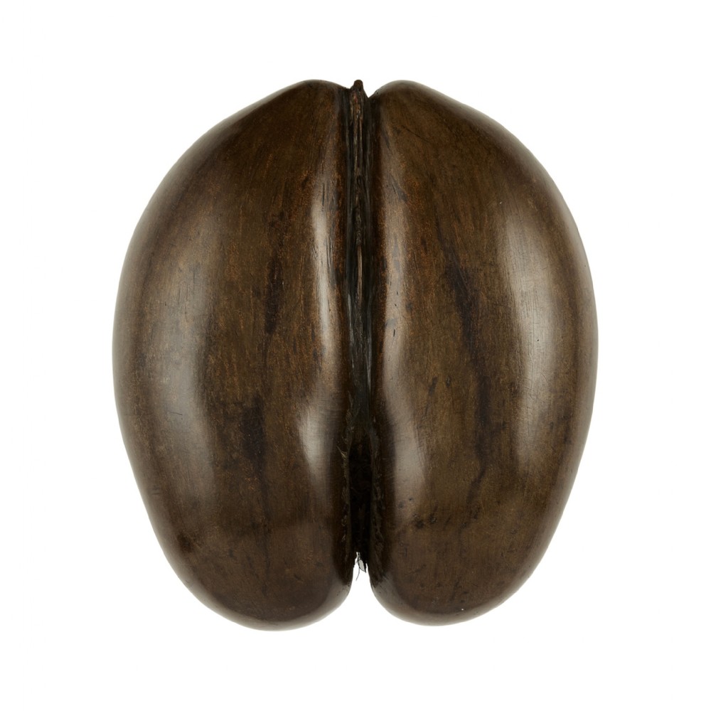 A dark brown double-lobed Coco de Mer seed featuring a polished organic finish and a defined central ridge.