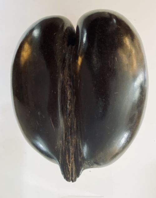 fig 1. Coco de Mer. 19th Century