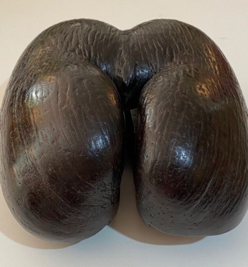 Coco De Mer Palm Nut