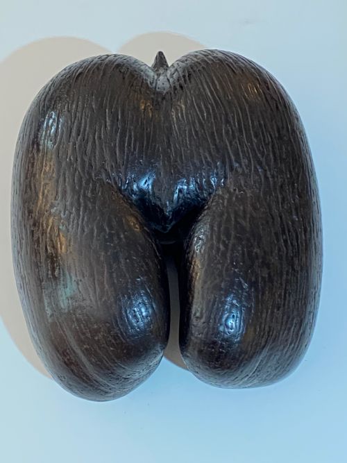 fig 1. Coco de Mer Palm Nut