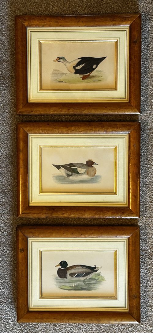 Framed Tinted Lithographs (3) of Duck Species