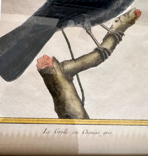 A set of three 19th-century hand-coloured bird lithographs in sage green beaded frames featuring individual bird species on branches with French inscriptions. View VI
