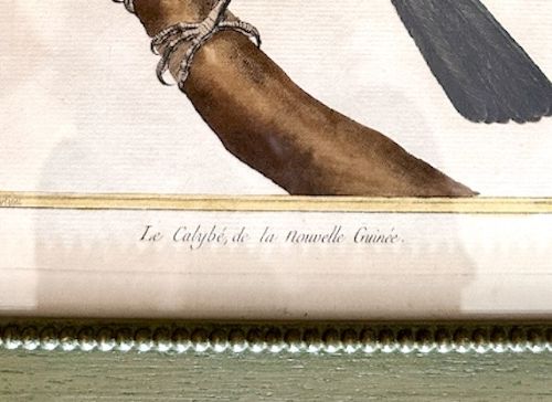 A set of three 19th-century hand-coloured bird lithographs in sage green beaded frames featuring individual bird species on branches with French inscriptions. View VII