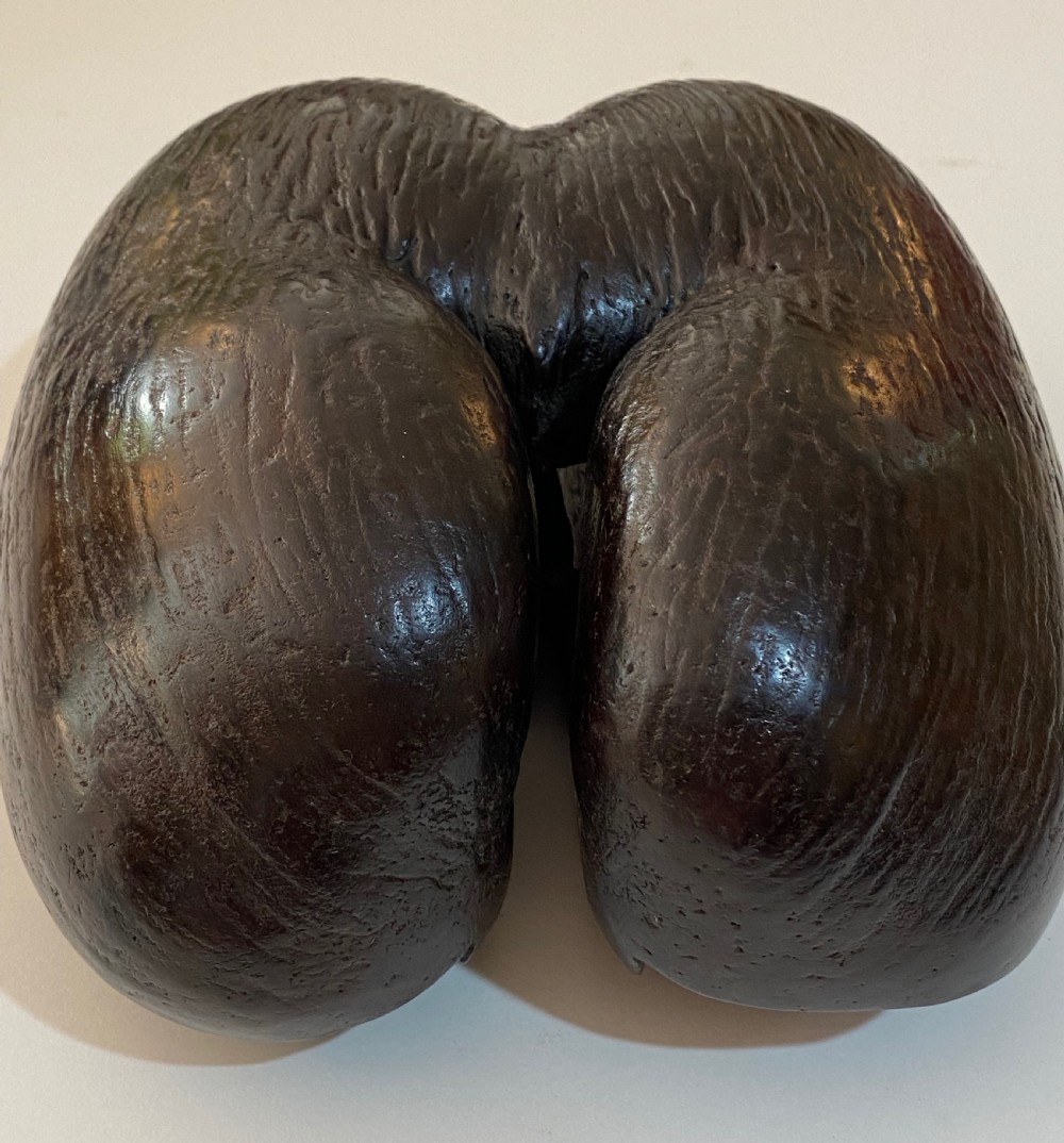 Coco de Mer Palm Nut