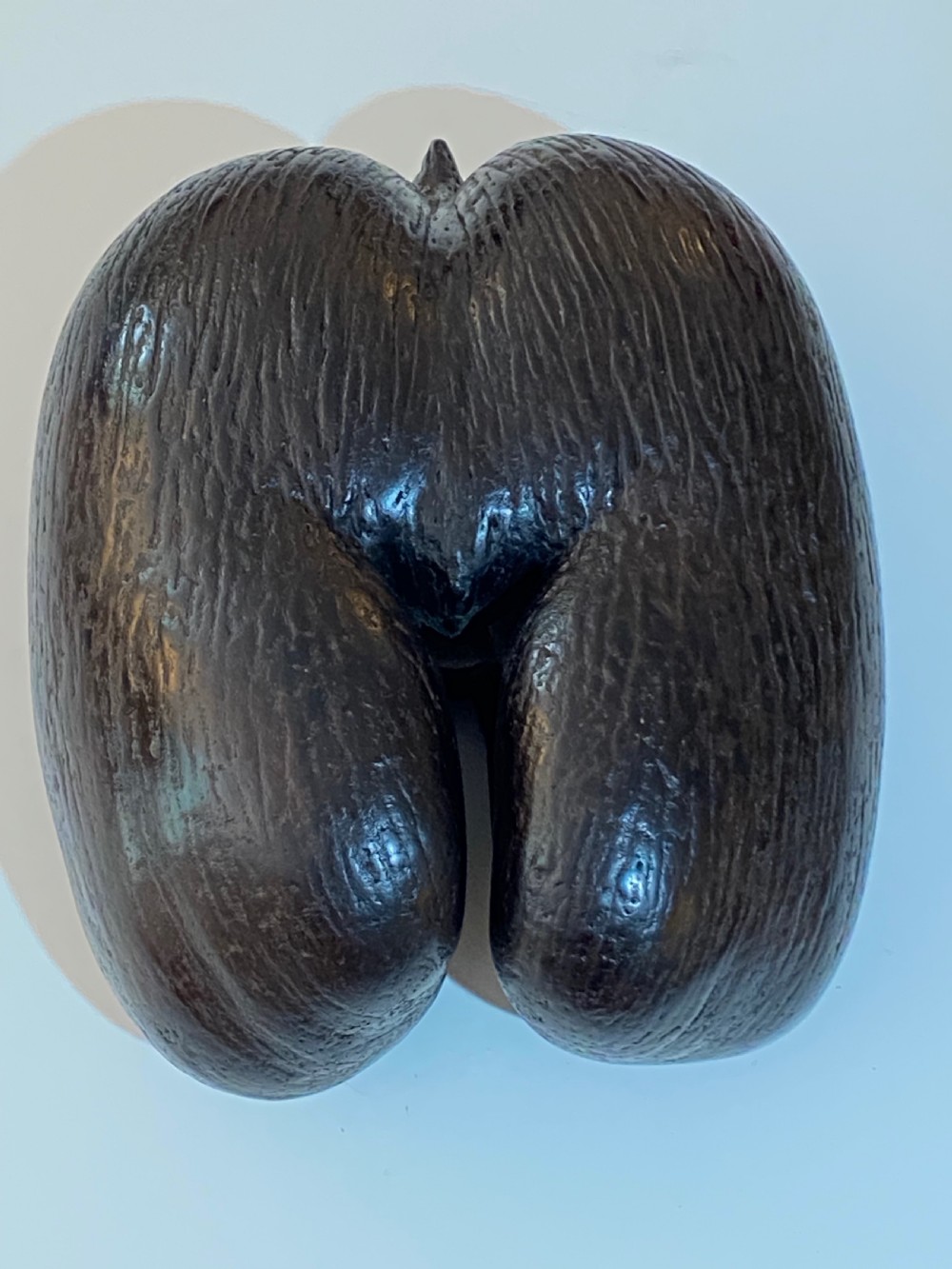 Coco de Mer Palm Nut View II