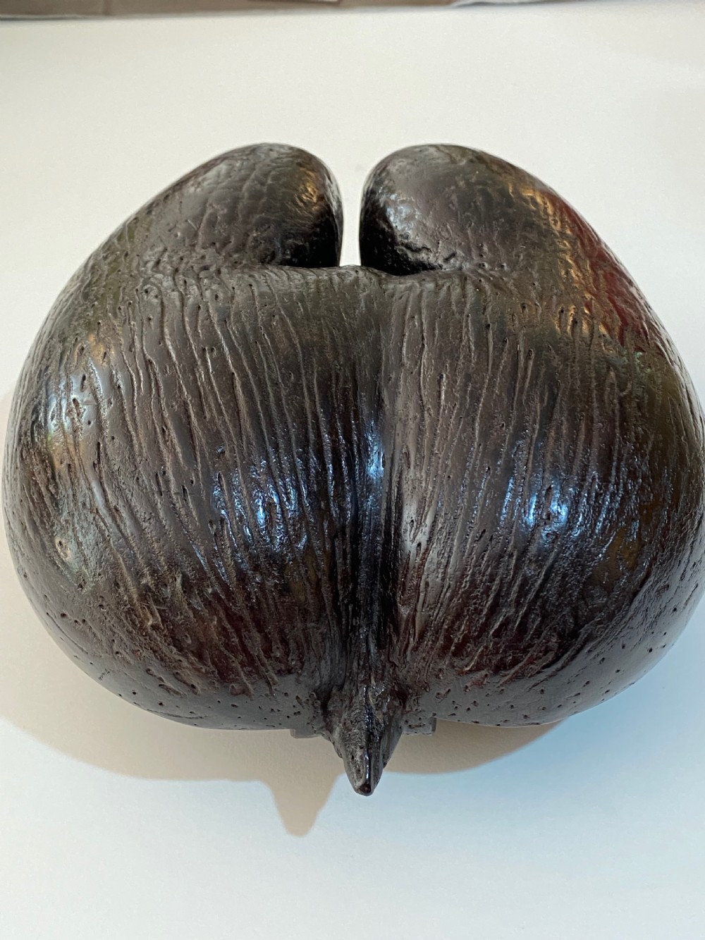 Coco de Mer Palm Nut View IX