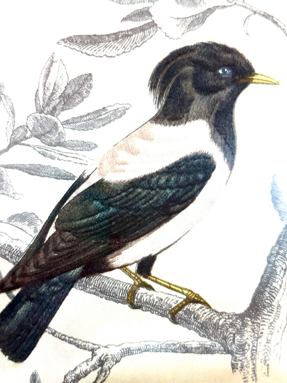 Pair of French Bird Pictures on Silk View VIII