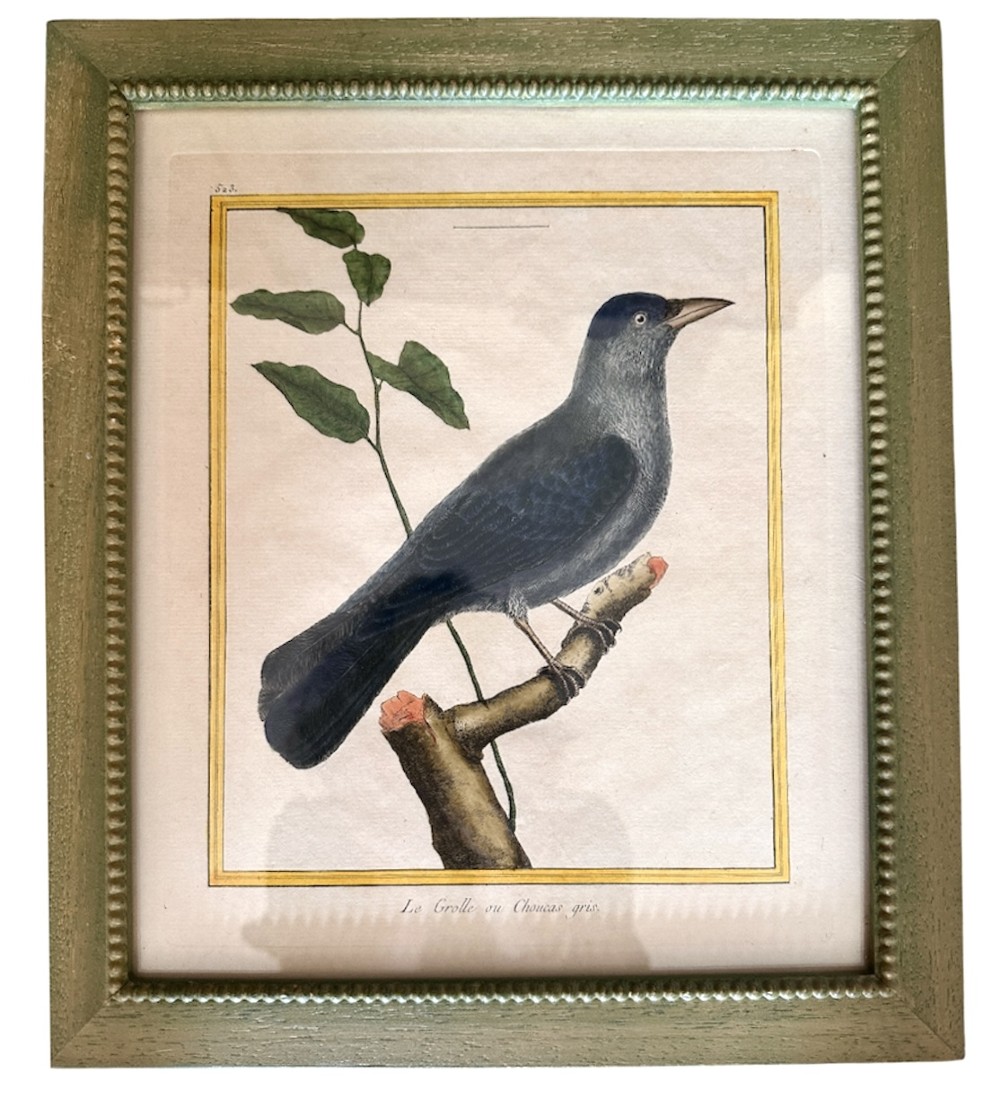 A set of three 19th-century hand-coloured bird lithographs in sage green beaded frames featuring individual bird species on branches with French inscriptions. View II