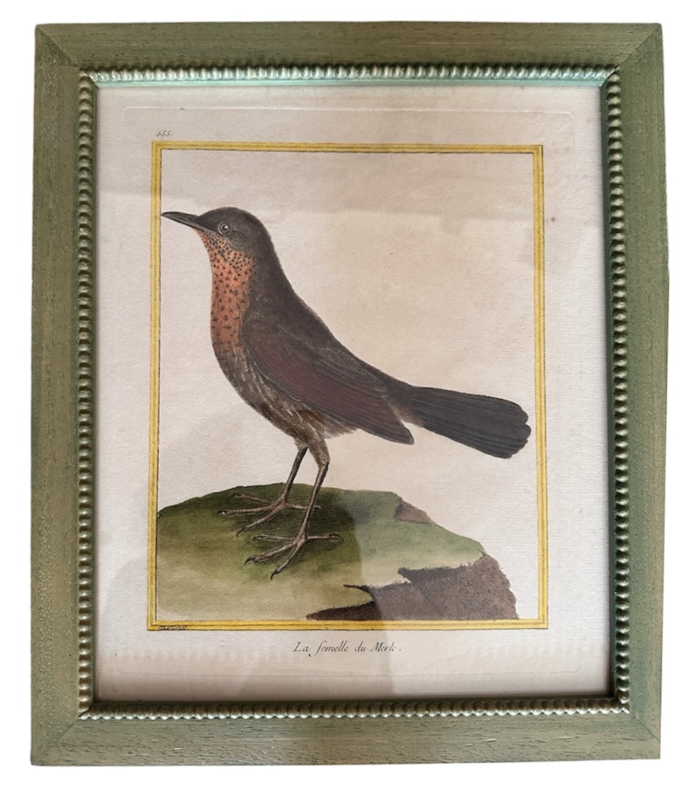 A set of three 19th-century hand-coloured bird lithographs in sage green beaded frames featuring individual bird species on branches with French inscriptions. View III