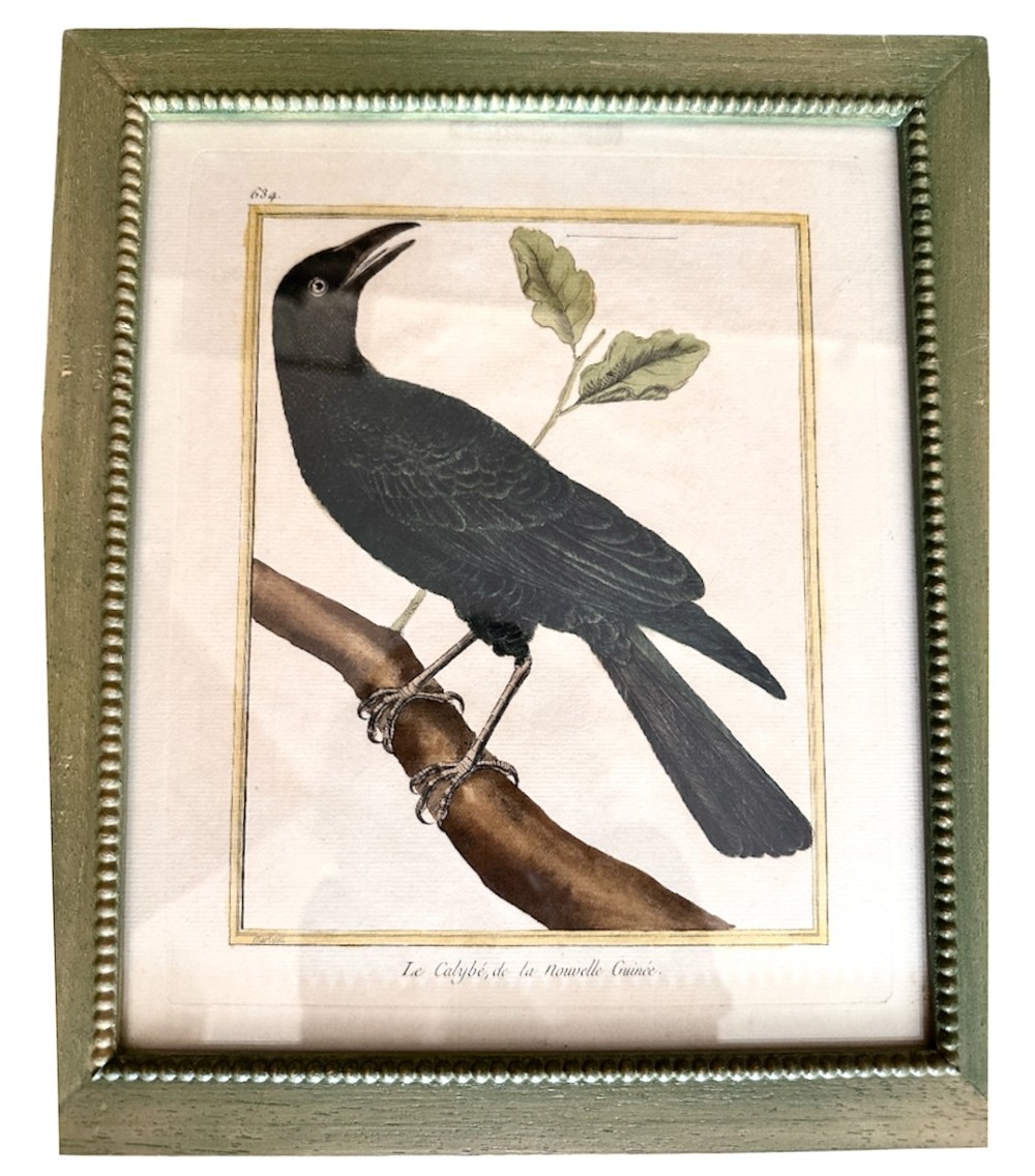 A set of three 19th-century hand-coloured bird lithographs in sage green beaded frames featuring individual bird species on branches with French inscriptions. View IV