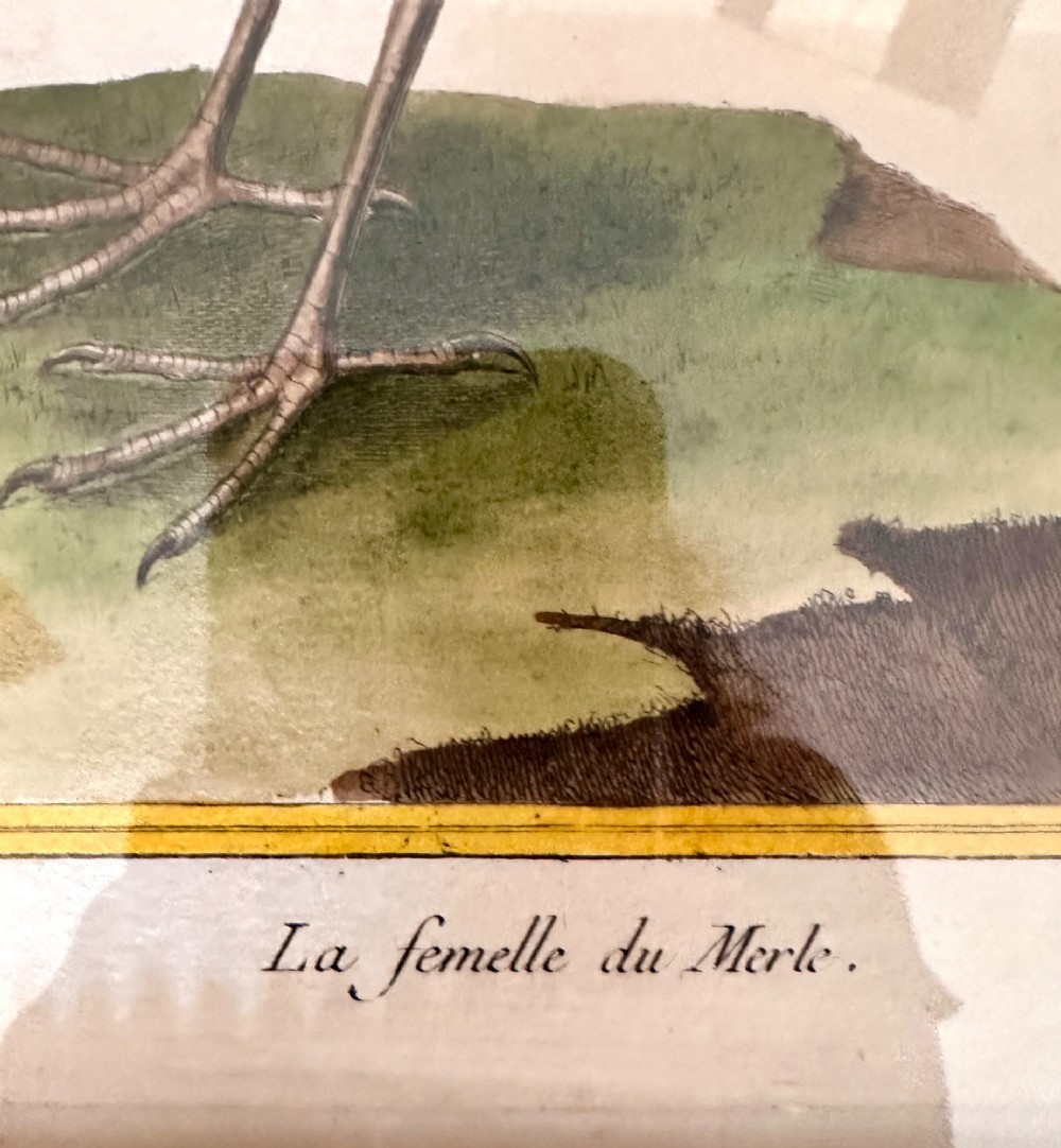 A set of three 19th-century hand-coloured bird lithographs in sage green beaded frames featuring individual bird species on branches with French inscriptions. View V