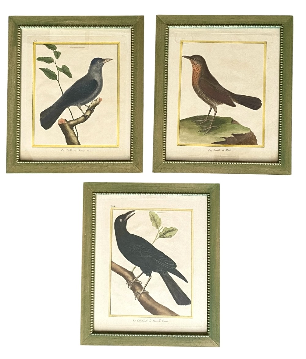 A set of three 19th-century hand-coloured bird lithographs in sage green beaded frames featuring individual bird species on branches with French inscriptions.