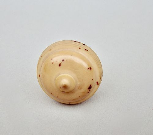 fig 2. DELIGHTFUL 19TH CENTURY CARVED VEGETABLE IVORY