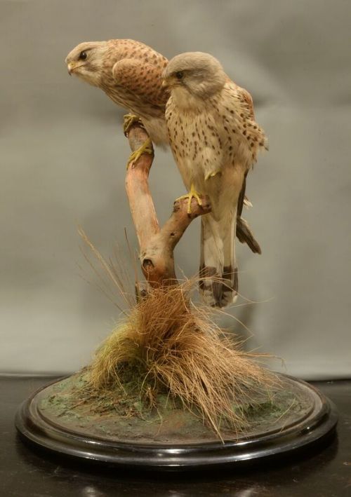 Pair of Victorian Taxidermy Kestrels Under Original Glass Dome & Ebonised Base