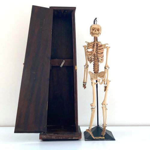 Mid Century Table Top Anatomical Skeleton by the Educational & Scientific Plastics Company