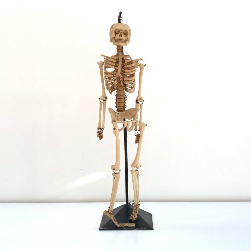 fig 1. Mid Century Table Top Anatomical Skeleton by The Educational & Scientific Plastics Company
