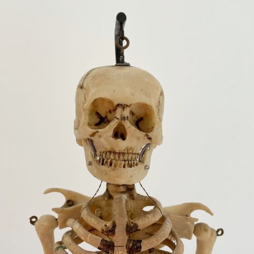 fig 5. Mid Century Table Top Anatomical Skeleton by The Educational & Scientific Plastics Company