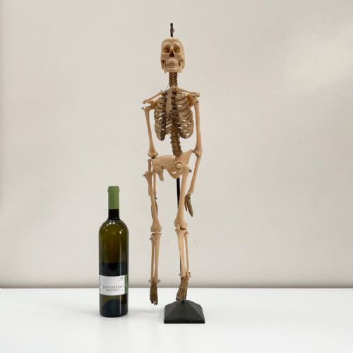 fig 1. Tabletop Anatomical Skeleton in Case by Educational & Scientific Plastics Ltd