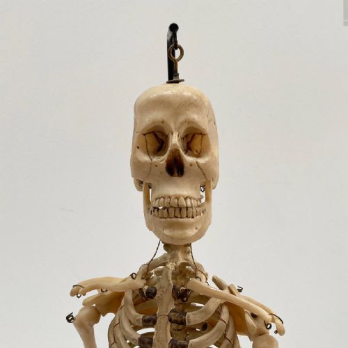 fig 2. Tabletop Anatomical Skeleton in Case by Educational & Scientific Plastics Ltd