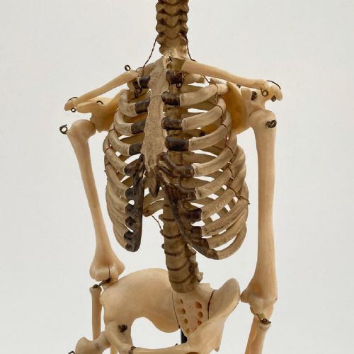 fig 3. Tabletop Anatomical Skeleton in Case by Educational & Scientific Plastics Ltd