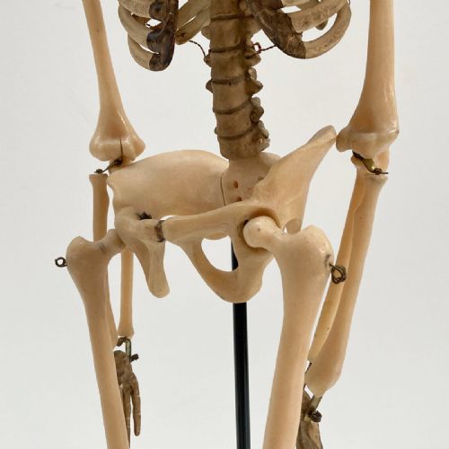 fig 4. Tabletop Anatomical Skeleton in Case by Educational & Scientific Plastics Ltd
