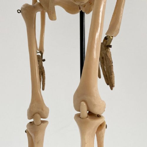 fig 5. Tabletop Anatomical Skeleton in Case by Educational & Scientific Plastics Ltd