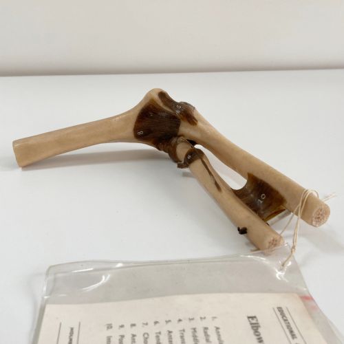 fig 1. A vintage plastic model of a right human elbow joint showing articulated ligaments alongside an original printed paper key card.
