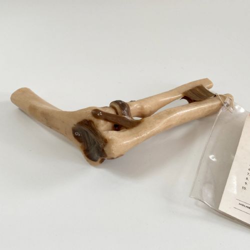 fig 2. A vintage plastic model of a right human elbow joint showing articulated ligaments alongside an original printed paper key card.