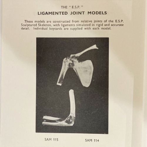 fig 4. A vintage plastic model of a right human elbow joint showing articulated ligaments alongside an original printed paper key card.