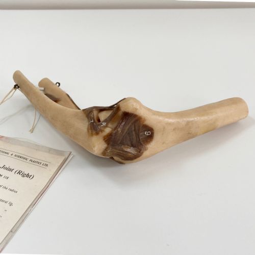 fig 5. A vintage plastic model of a right human elbow joint showing articulated ligaments alongside an original printed paper key card.