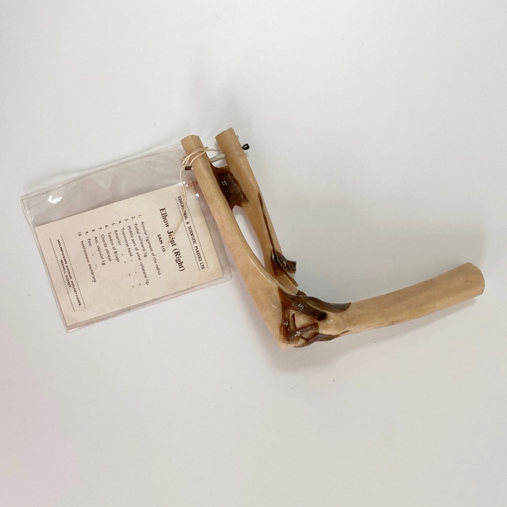 A vintage plastic model of a right human elbow joint showing articulated ligaments alongside an original printed paper key card.
