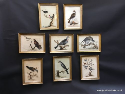 Set of C18th Ornithological Engravings