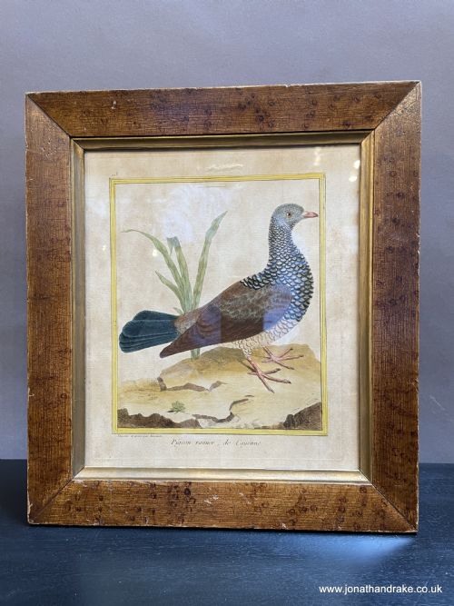 C18th Coloured Engraving