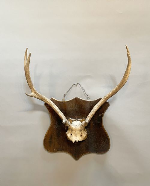 Trophy Stag Antlers