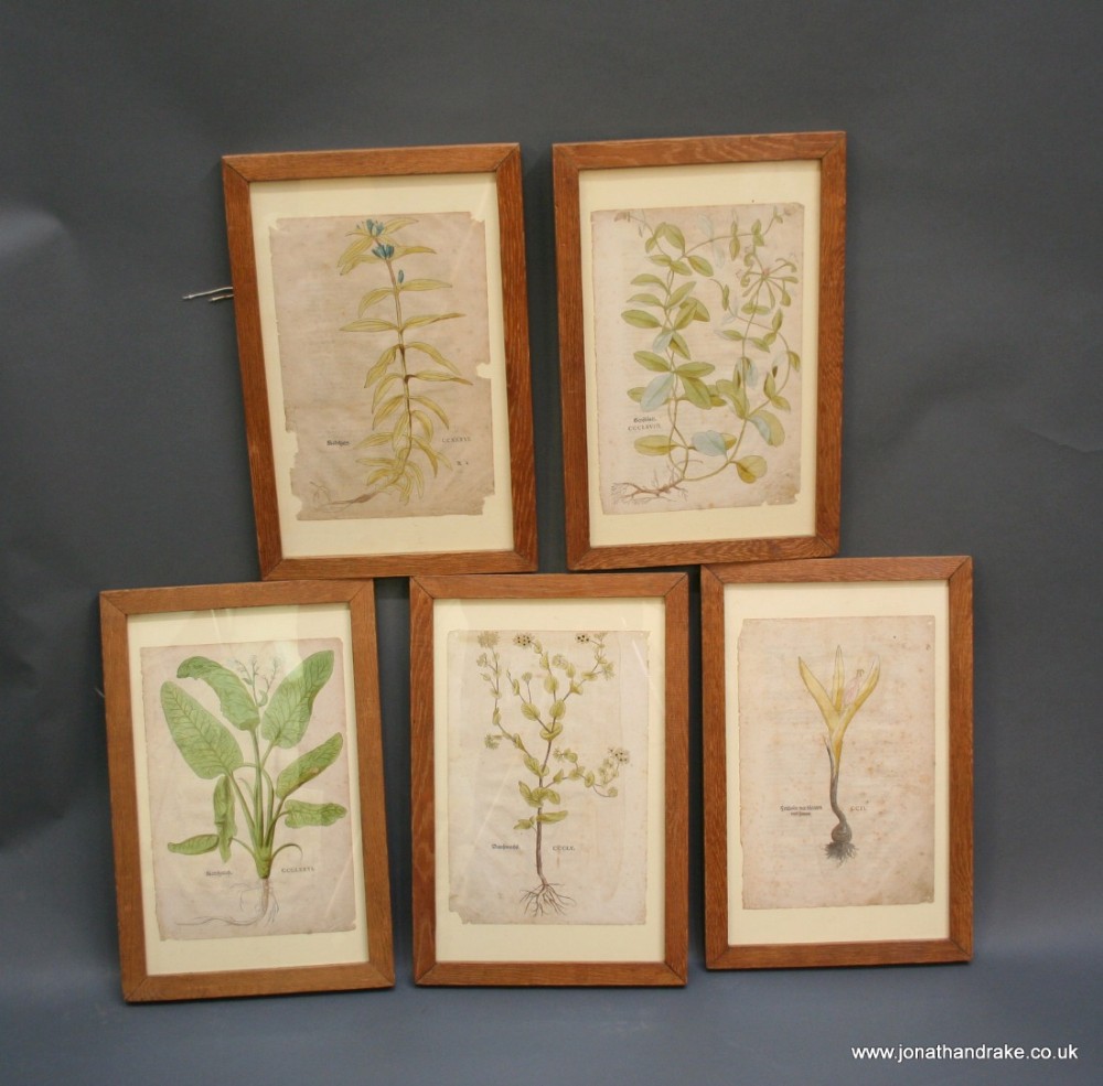 Botanical Art, set of 5