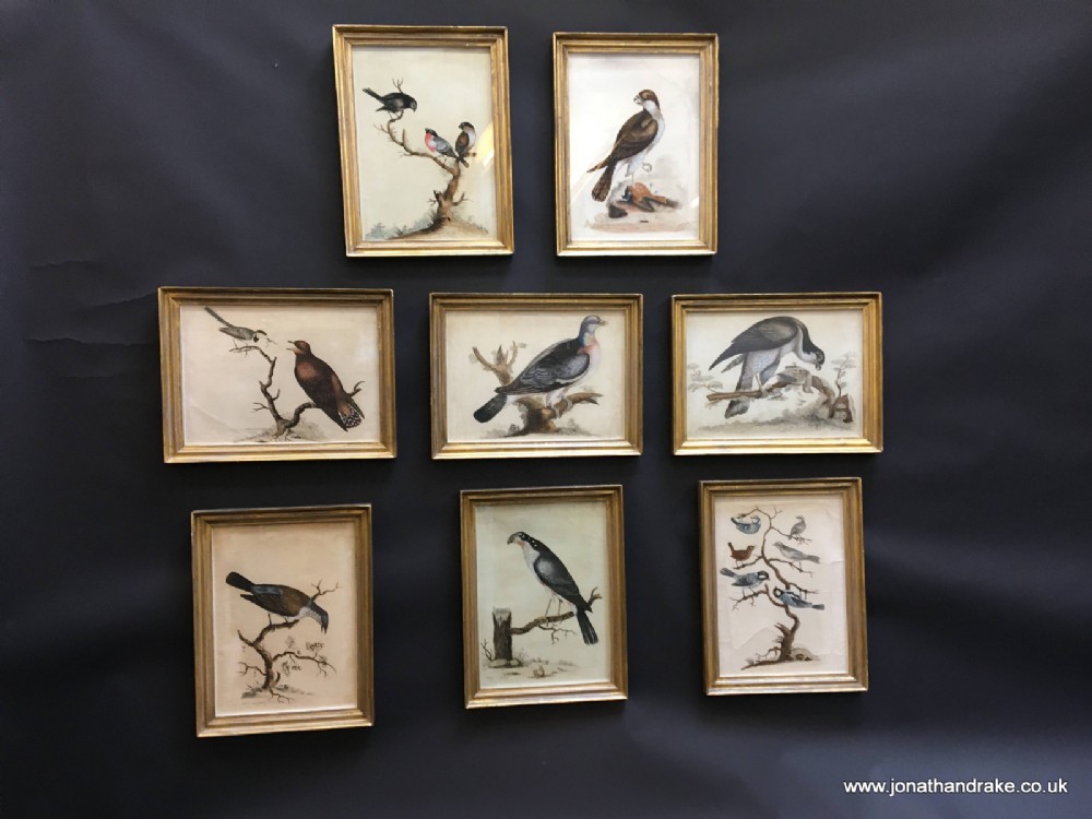 set of C18th ornithological engravings