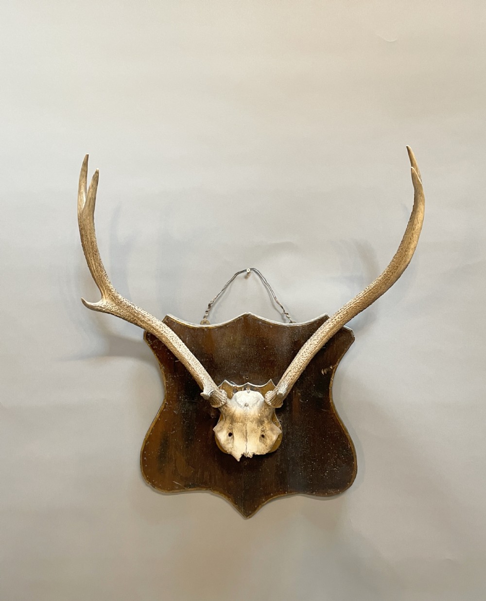 Trophy stag antlers