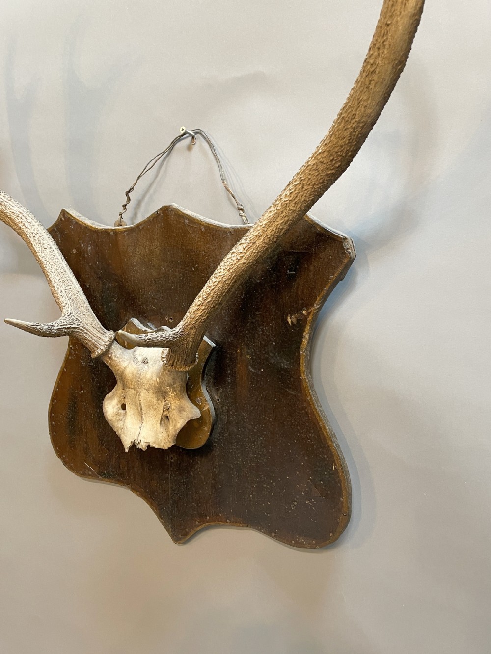 Trophy stag antlers View II