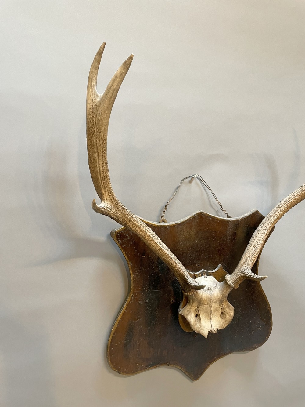 Trophy stag antlers View III