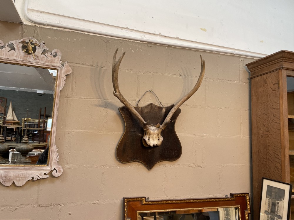 Trophy stag antlers View IV