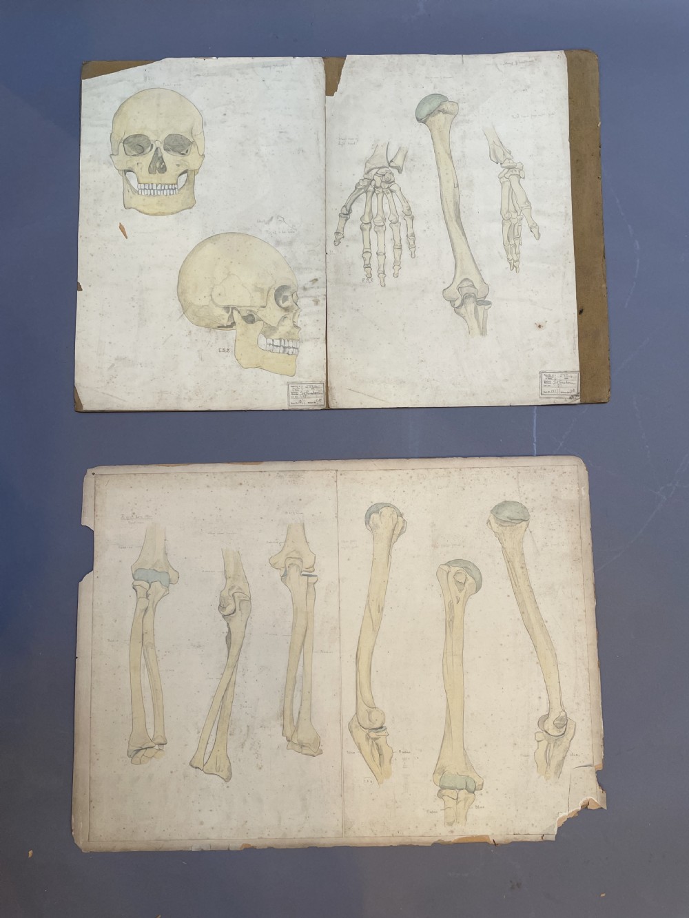 A collection of ten 19th-century academic paper sketches featuring anatomical bones, skulls, architectural columns, and geometric forms. View II